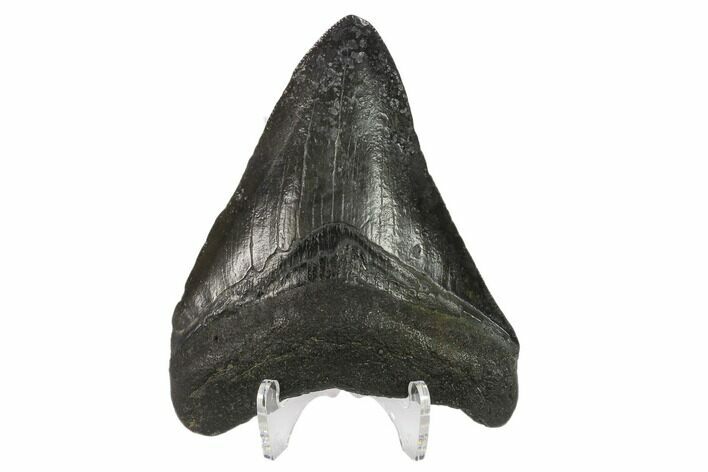 Fossil Megalodon Tooth - South Carolina #130849